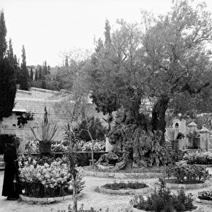 GARDEN OF GETHSEMANE. A priest with old olive trees inside the Garden of Gethsemane, Jerusalem