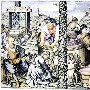 GRAPE HARVEST, c1600. October. Copper engraving, German, 1702, after a painting by Pietro Candido (1548?-1628)