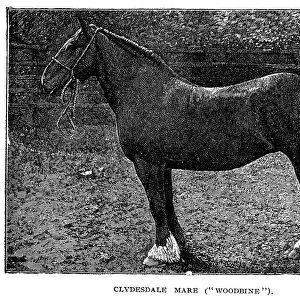 HORSE. Woodbine, a Clydesdale mare. Wood engraving, late 19th century