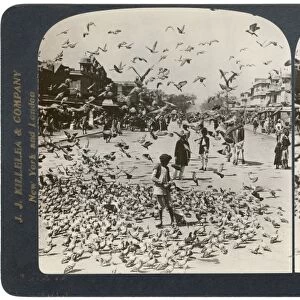 INDIA: JAIPUR, c1907. Feeding the sacred pigeons in the streets of Jaipur, India