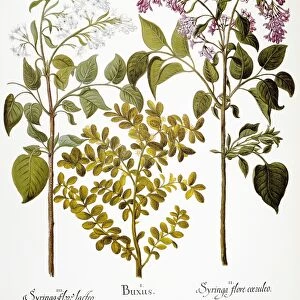 LILAC AND BOX, 1613. White lilac (Oleaceae), box (Buxaceae) and mauve lilac (Oleaceae). Engraving for Basilius Beslers Florilegium, published in Nuremberg in 1613