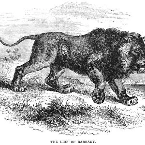 LION. Lion of Barbary. Wood engraving, English, 19th century