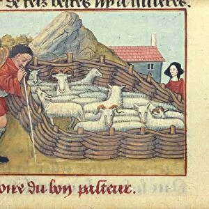 MEDIEVAL SHEPHERD, c1490. A shepherd and his flock: illumination from French Romance