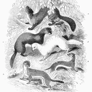 MUSTELIDAE FAMILY, 1841. Various members of the Mustelidae family. a) Polecat; b) Stoat; c) Beech Marten; d) Ferret; e) Weasel. Wood engraving, English, 1841