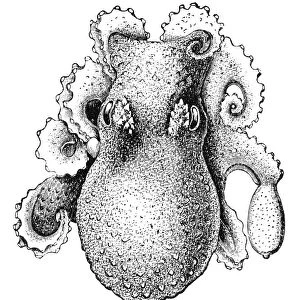 OCTOPUS. Dorsal view of an octopus. Line engraving