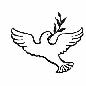 PEACE DOVE. Dove with olive branch in its beak: line engraving, 20th century
