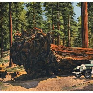 SEQUOIA NATIONAL PARK. The Auto Log, Sequoia National Park, California. From an American chromolithograph postcard, c1930