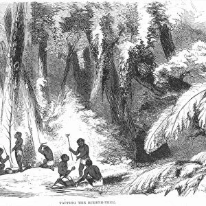 TAPPING A RUBBER TREE, 1857. Wood engraving, 1857