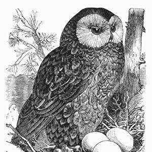 TAWNY OWL, 1877. Syrnium aluco. Line engraving, 1877