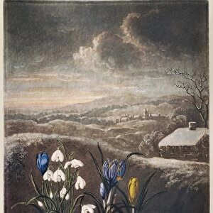 THORNTON: CROCUSI. The snowdrop (Galanthus nivalis L. ), violet spring crocus, yellow crocus and blue leafless crocus (Crocus nudiflorus Sm). Engraving by William Ward after a painting by Abraham Pether, for The Temple of Flora, by Robert John Thonton, 1799-1804
