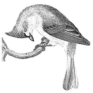 TUFTED TITMOUSE. Parus bicolor. Line engraving from Alexander Wilsons American Ornithology, 1808-1814
