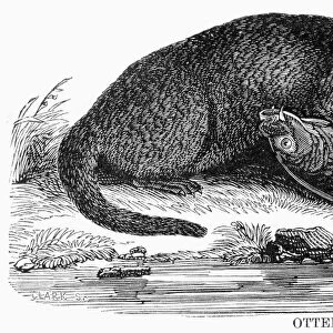 ZOOLOGY: OTTER. Wood engraving, 19th century