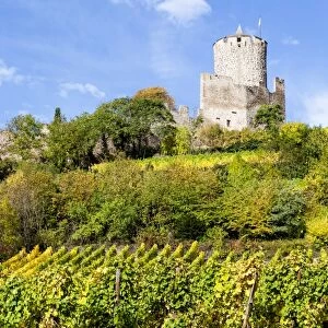 The Chateau de Kaysersberg and vineyards in Kaysersberg, France