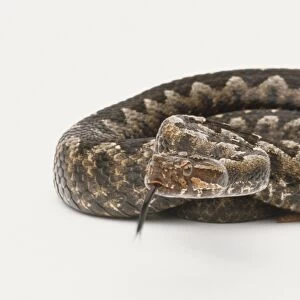 An adder curled up, tongue out