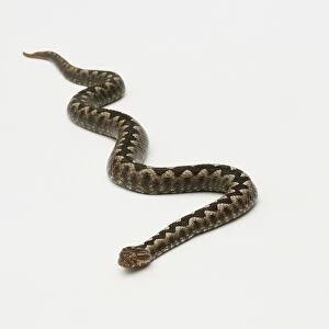 An Adder, grass snake
