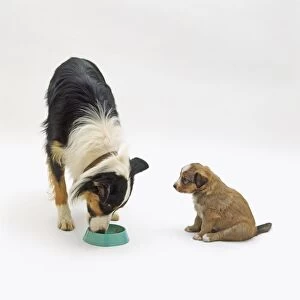 Adult dog eating from bowl as small puppy looks on