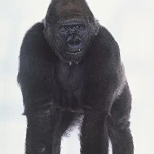 Adult male Silverback Lowland Gorilla standing on all fours, pieces of food on lips, hands and feet planted flat on floor, front view