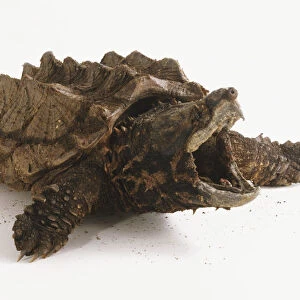 Alligator Snapping Turtle (Macrochelys temminckii), jaws wide open