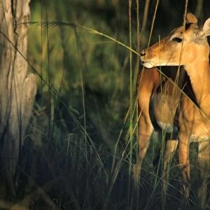 Antelope. Africa. Zambia