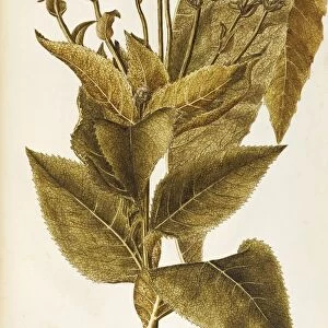 Asteraceae or Compositae, Elecampane (Inula helenium). Herbaceous perennial plant for flower beds spontaneous in Italy, by Giovanni Antonio Bottione, watercolor, 1770-1781