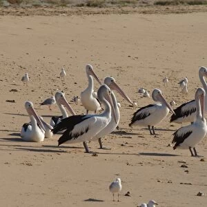 Australia, western australia, ningaloo marine park, australian pelicans on bundegi beach