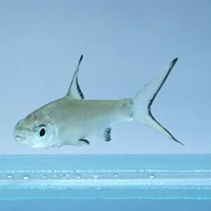Bala shark (Balantiocheilos melanopterus)