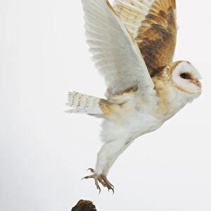 Barn owl, fly, side view