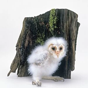 Barn owl (Tyto alba) chick