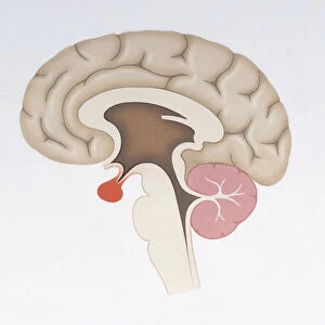 Basic cutaway illustration of the human brain showing the thalamus, cerebrum, hypothalmus