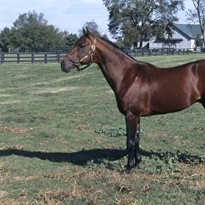 Bay American Standardbred horse standing in enclosed paddock with house in distance
