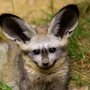 Beat-eared Fox. Otocyon Megalotis