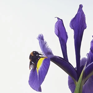Bee perching on a petal of a blue Iris