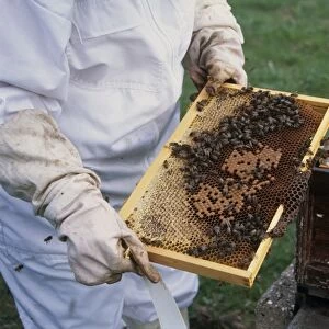 Beekeeper holding frame