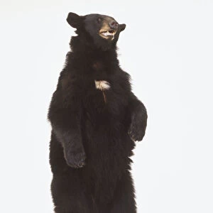 A Black Bear standing on its hind legs