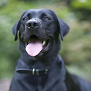 Black Labrador lying in grass, sticking out tongue, front view