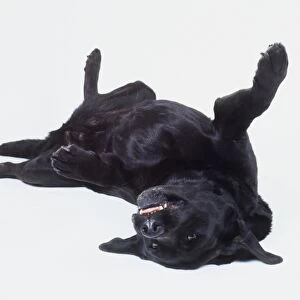 Black Labrador Retriever dog (Canis familiaris) lying on its back with its front paws raised in the air