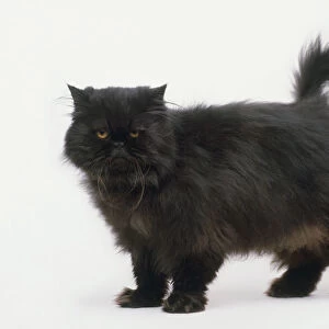 Black Longhair Persian cat standing, looking at camera