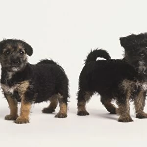 Two black Puppies (Canis familiaris), side view
