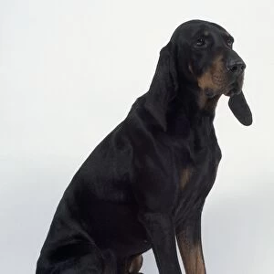 A black and tan coonhound with long dangling ears sits on its haunches
