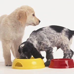 Black and white Cocker Spaniel puppy eating from Golden Retriever puppys dog bowl