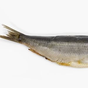 Bloater, a type of smoked herring