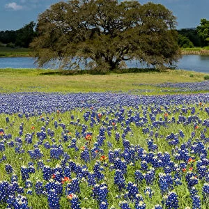 Blue Bonnets in Spring field outside of Brenham, Texas Hill Country, Washington County, Texas