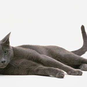 Blue Russian cat lying on its side