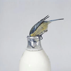 Blue Tit (Cyanistes Caeruleus), bird feeding on cream from milk bottle