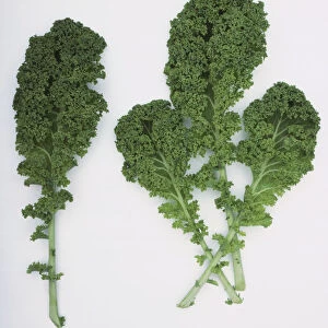 Brassica oleracea Acephala, four stems of Kale