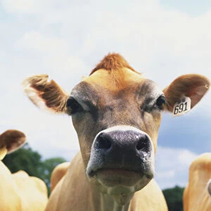 Brown cow among its herd in grassy field, close up