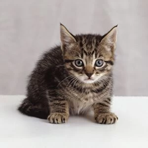 Brown tabby kitten staring, front view
