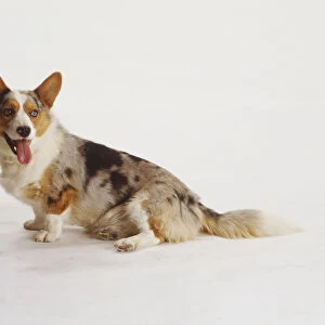 Brown and white corgi, black merle patterning on sides, standing, tongue hanging out, large ears pricked up, bushy tail