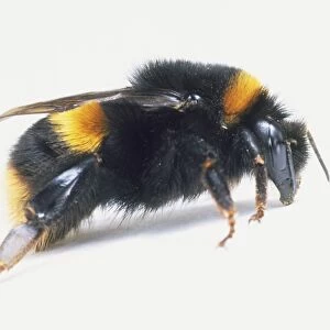 Bumble Bee (Bombus), close up, side view
