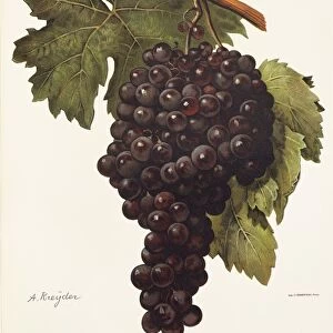 Buonamico grape, illustration by A. Kreyder
